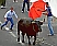 Tourada a Corda, bloodless bullfight, corrida: Page 15 (8 Photos)