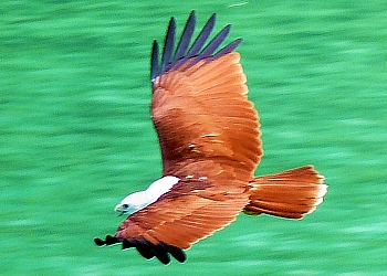 White-headed bald eagle in flight over Tup Island