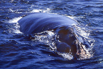 Humpback Whale in the strait between Maui and Lanai