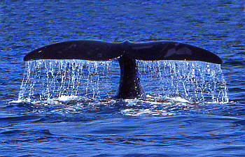 Humpback Whale in the strait between Maui and Lanai
