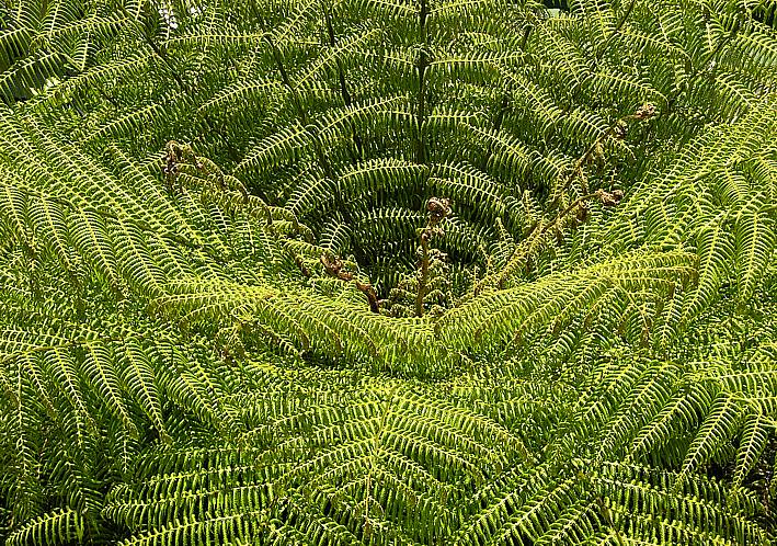 Giant fern in virgin forest