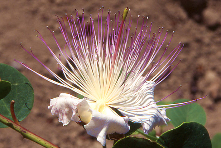 Capers flowers in Polara