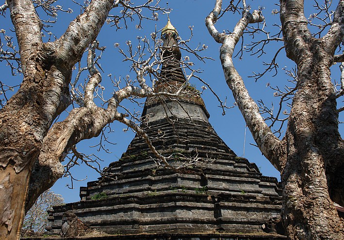Blooming trees in front of Zina Man Aung Pagoda in Mrauk U