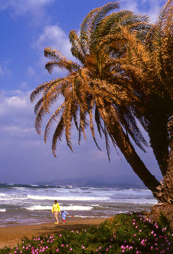 Stormy palmbeach on Crete island in Mediterranean Sea