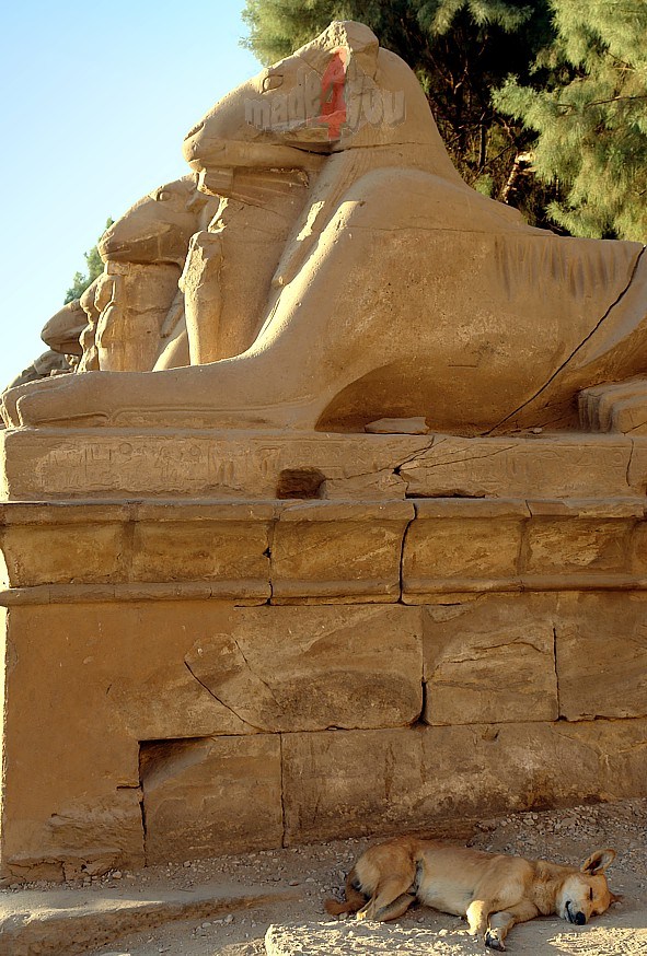 Sleeping dog at ram avenue in Karnak Temple