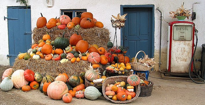 Pumpkin harvest festival