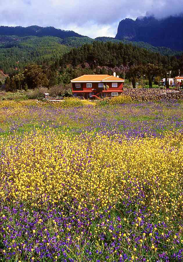 Flower fields near El Paso