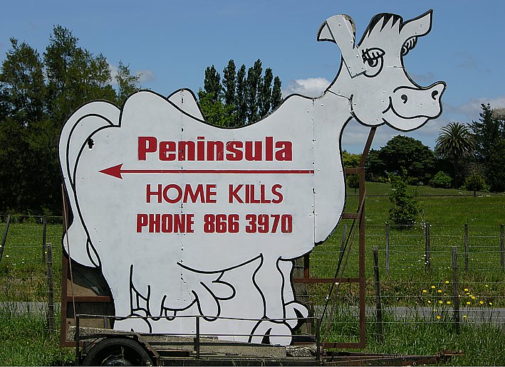 Lucky Home Killed cows