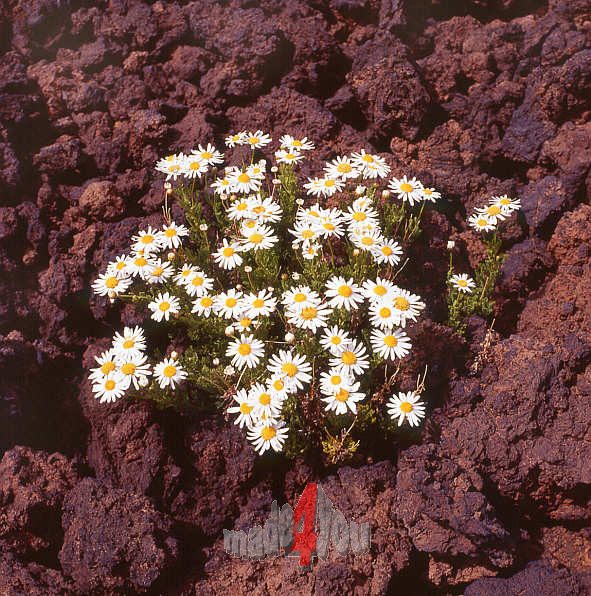 Teide marguerites growing on young lava