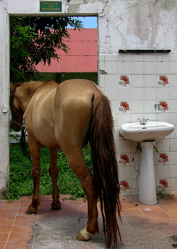 There is a horse on the corridor (or in bathroom)