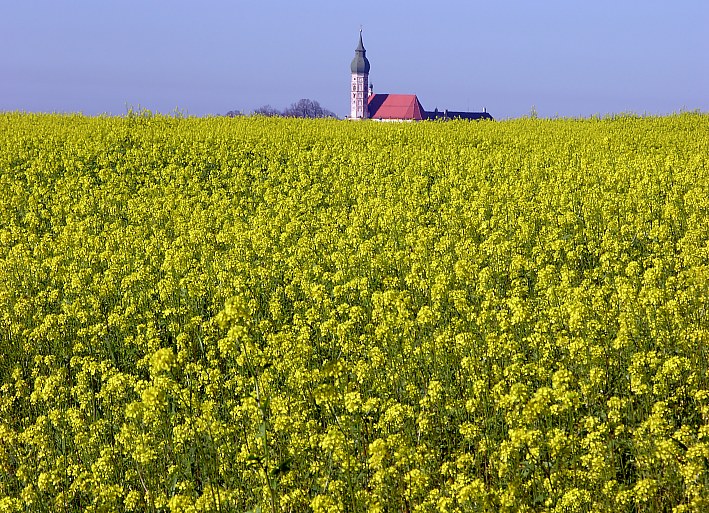 Andechs Monastery in bright yellow oilseed rape, monoculture