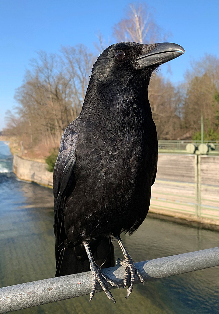 My friend the raven on Flauchersteg