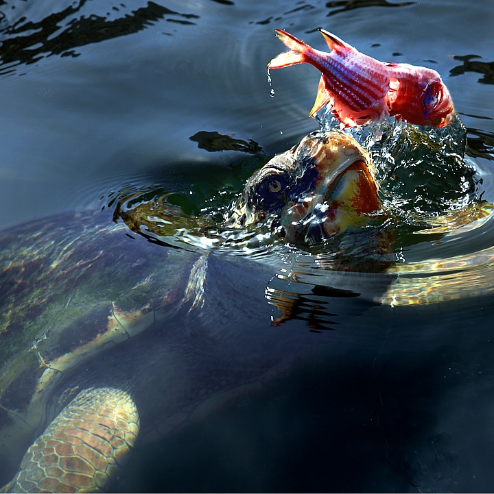 Karett Turtle in the swamps of Dalyan