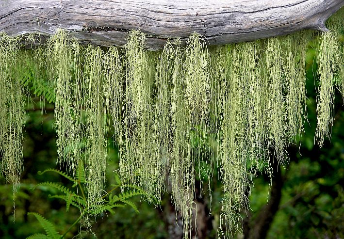 Fine moss in tropical rainforest