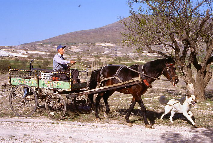 Horse-drawn carriage driver