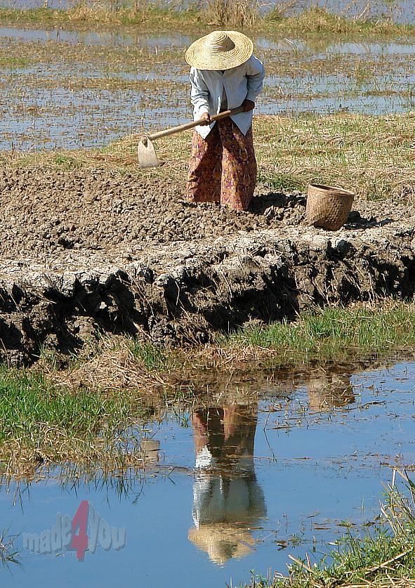 Burmese women at hard field work