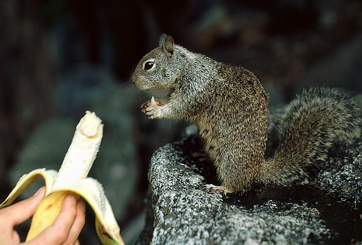 Squirrel in Monument Valley
