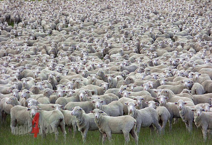 Sheeps as far as the eye can reach