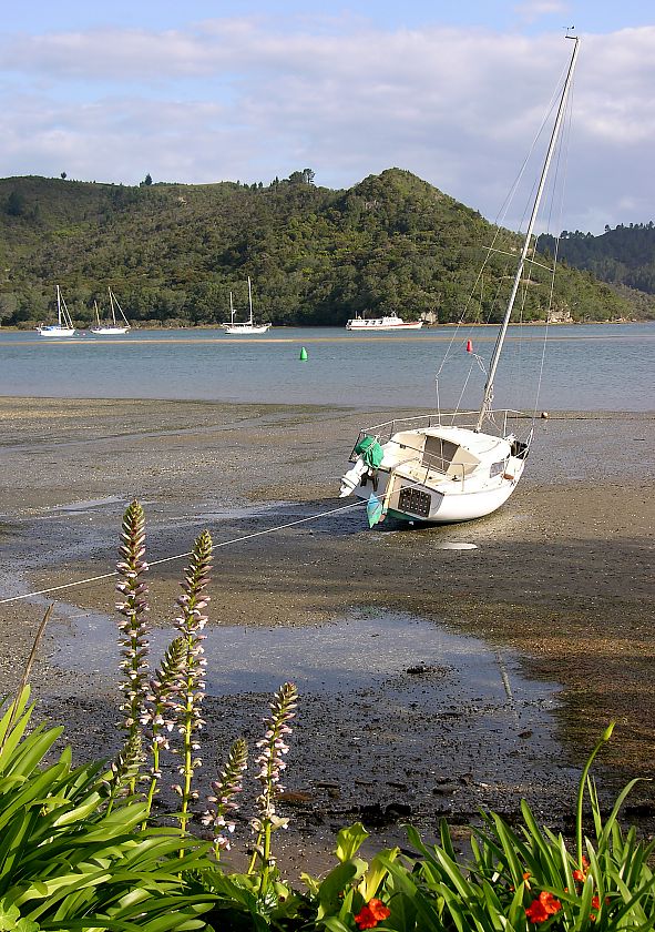 At the harbour of Whitianga
