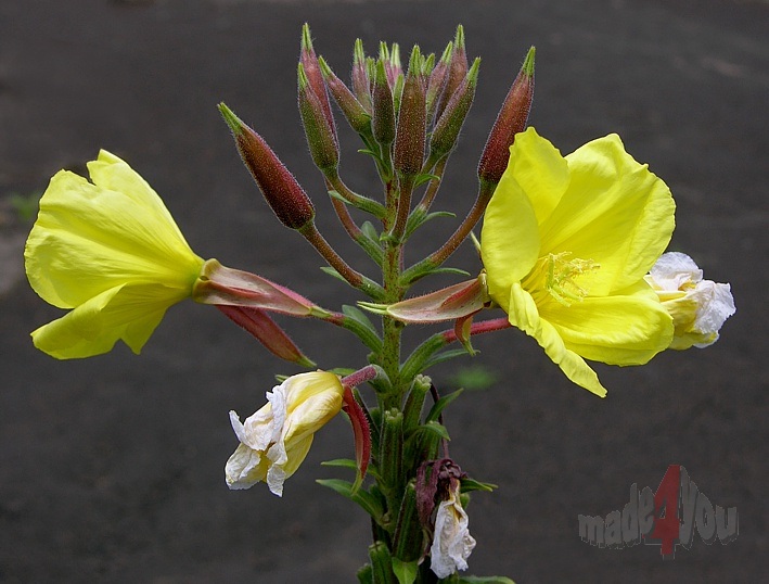 Yellow flowers in volcano region Capelinhos
