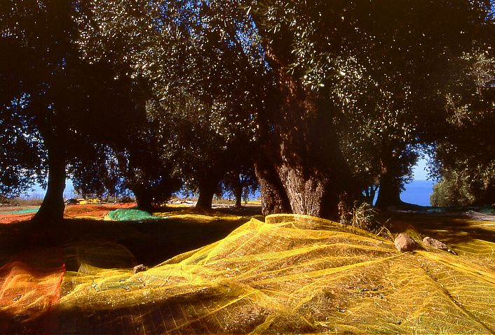 Olive harvesting in Palinuro