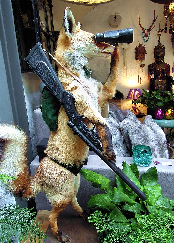 The sly fox as hunter