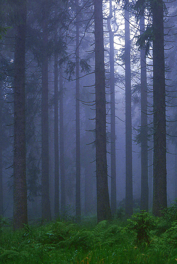 Mountain forest in fog
