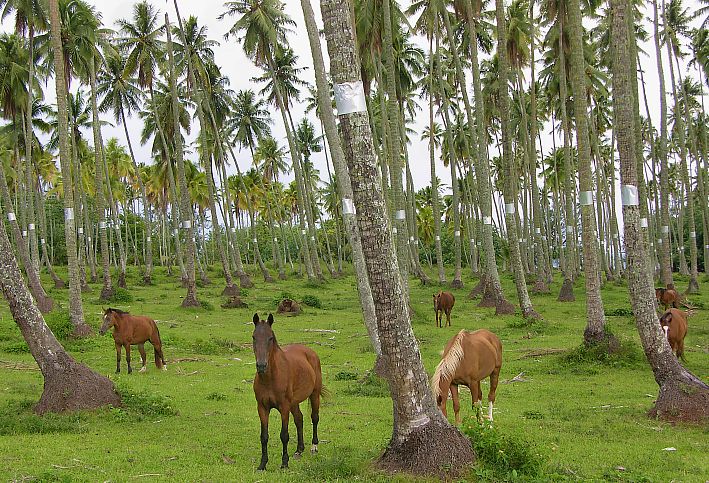 Coconut farm with horses