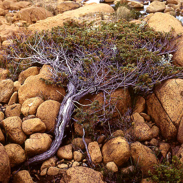 Pine tree on Newfoundland