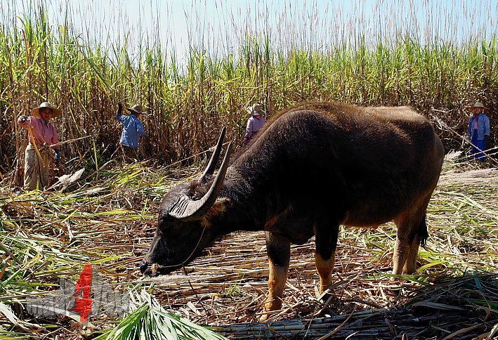 Burmese women at sugarcane harvesting on lake Inle with waterbuffalo