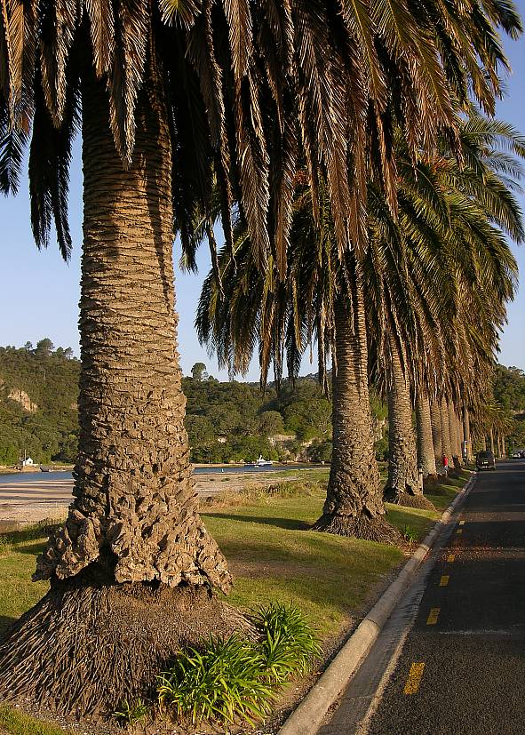 Palms allee in Whitianga