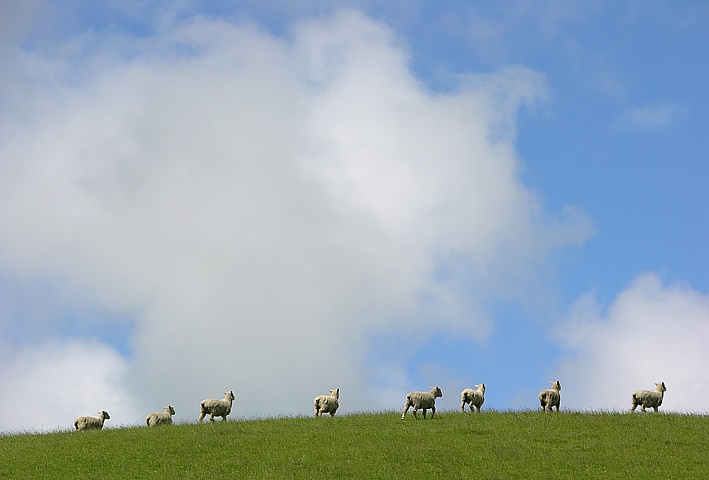 New Zealand - great freedom for sheeps