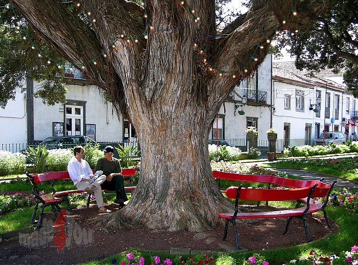 Park mit schattenspendendem alten Baum in Ribeira Grande