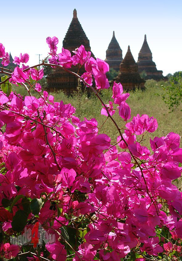 Pagoda landscape Bagan