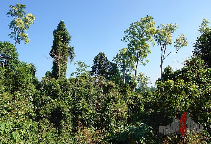 Jungle around Nge Saung