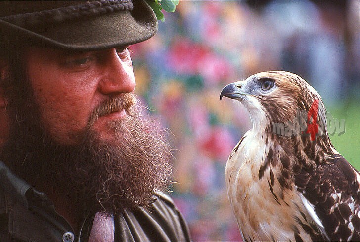 Bavarian falconer with his falon