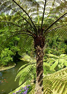 Giant ferns in Terra Nostra Park