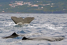 Whale watching in Lajes