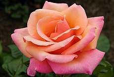 perfumy Rose garden in Wellington
