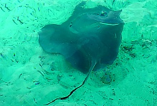 Manta in the Laguna of Bora Bora