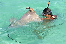 Swimming with manta ray