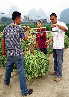 Waage zur Bohnenernte in Yangshuo