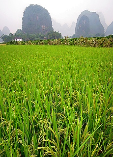 Reisfeld in den Karstbergen von Yangshuo