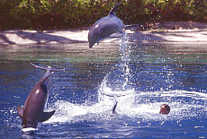 Dolphinshow