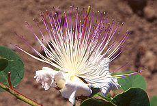 Capers flowers in Polara