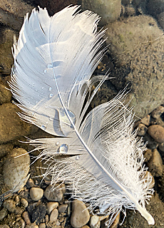 Goose feather with magic water drops on Flauchersteg
