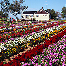 Flower Farm on Prince Edward Island