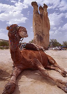 Ride on a camel in Pasabagi valley at Cappadocia