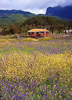 Flower fields near El Paso