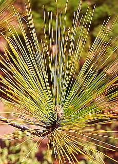 Pine-needles
